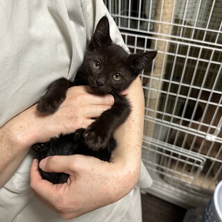 とても可愛い！大人しい黒子猫！