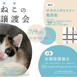 京都　ねこの譲渡会
