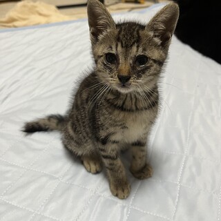 雨の日にびしょ濡れで動けなくなっていました。