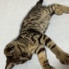 雨の日にびしょ濡れで動けなくなっていました。 サムネイル2