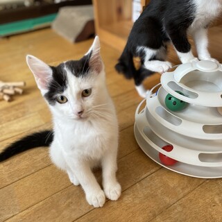 お利口さん白黒猫★3ヶ月男の子★一時停止中