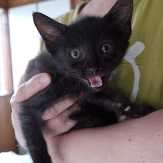 「太田さんちの子猫たち」その１　くろいち