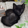 「太田さんちの子猫たち」その１　くろいち サムネイル2