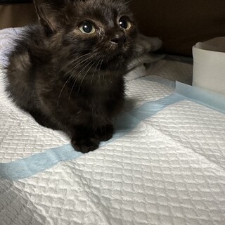 悶絶するほど甘えん坊の女の子