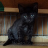 「太田さんちの子猫たち」その１　くろいち サムネイル7