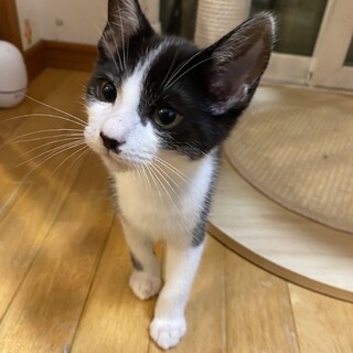 黒白ハチワレ★3ヶ月男の子★イケメン【トライアル】