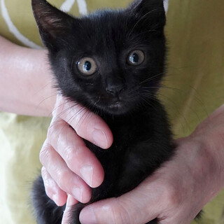 「太田さんちの子猫たち」その２　クロエ