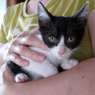 「太田さんちの子猫たち」その３　はわちゃん
