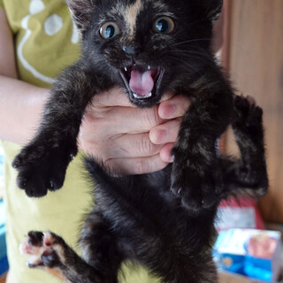 「太田さんちの子猫たち」その４　さび猫ビー