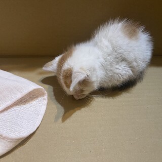 生後1ヶ月半〜2ヶ月の子猫の里親さんを探しています