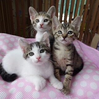 人が大好き！甘えん坊の可愛い子猫達