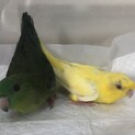 サザナミインコ里親募集