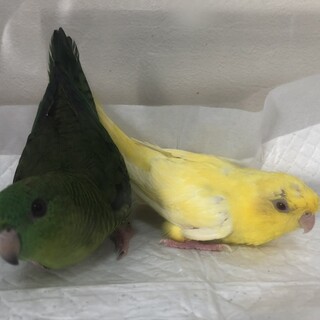 サザナミインコ里親募集
