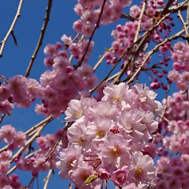 猫海のカバー写真
