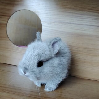 ネザーランドドワーフ　赤ちゃん