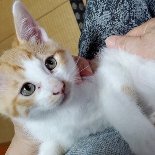 生後3ヶ月！おっとり優しい茶白の子猫