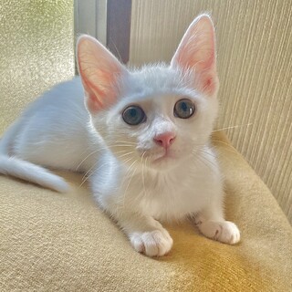 白猫ちーちゃん｡家族大募集｡