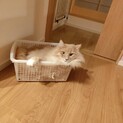 穏やかで優しいノルウェージャン♂