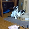 千葉県野田市 生後2ヶ月 男の子 2匹 里親募集！