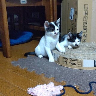 千葉県野田市 生後2ヶ月 男の子 2匹 里親募集！