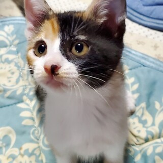 生後3ヶ月のキジ三毛の女の子