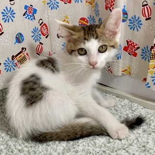 人馴れOK！勇気を出して譲渡会へ。ヤヤちゃん