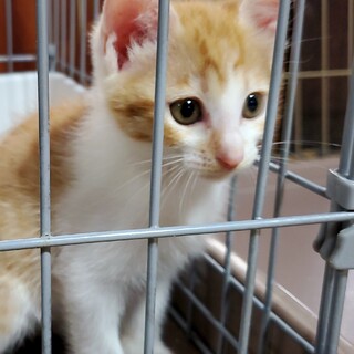 生後3ヶ月！茶白の小柄な女の子