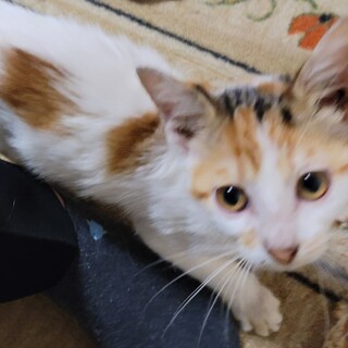 人懐っこい三毛猫の女の子です♪