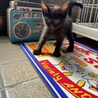 生後1ヵ月　黒ねこちゃん