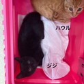 ☆キリッとしたイケメン兄弟☆ジジ