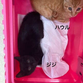 ☆キリッとしたイケメン兄弟☆ジジ