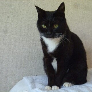 幸運を呼び込む鍵しっぽのタキシード！