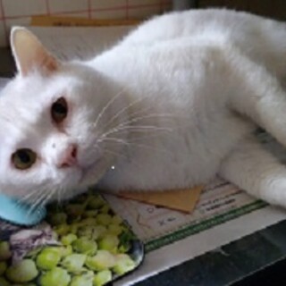 幸運を呼び込む鍵しっぽの甘えん坊！