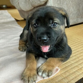 かわいい目の生後２ヶ月めす子犬