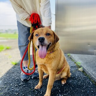 亡くなった飼い主の家族に持ち込みされました。