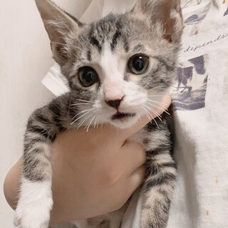 ミルクで大切に育てて来ました、甘えん坊のルビー