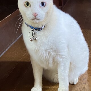急募！人懐っこい白猫ちゃんfriendly cat