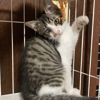 ☆おなかぷくぷく人気のキジ白男子★たね