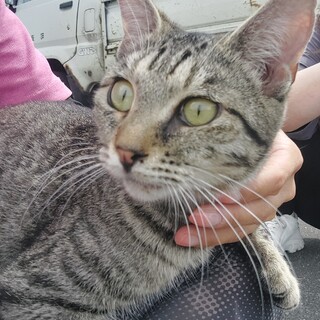 甘えん坊で誰にでもスリスリの可愛い女の子です