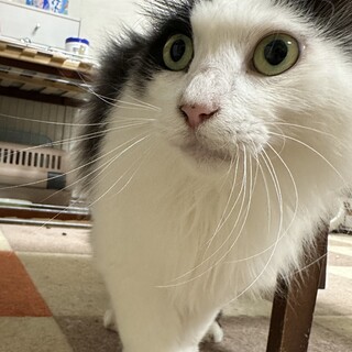 ノルウェージャン風撫でられるの大好き【譲渡会参加】