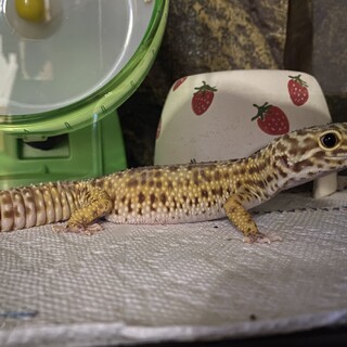 【募集受付終了】