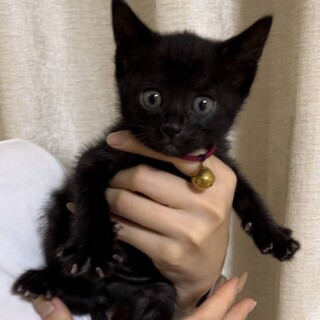 おっとり★ジジ君