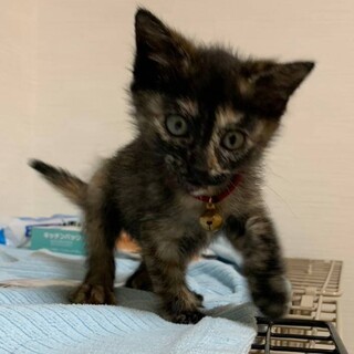 お転婆娘★リリちゃん