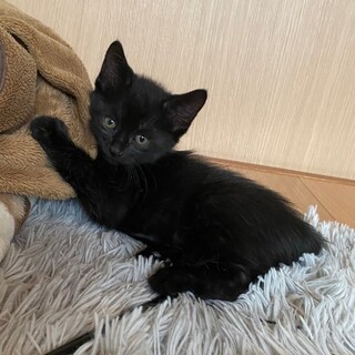 おっとり★バン君★兄妹仲良しです