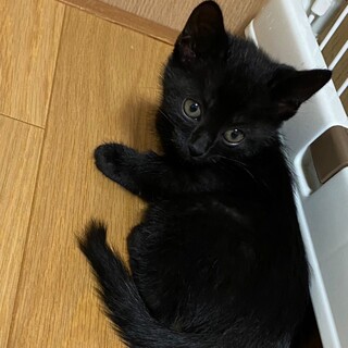 可愛い★ハニちゃん★兄妹仲良しです