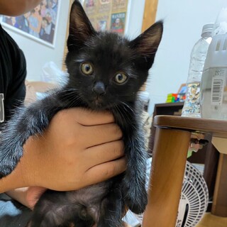 人馴れ抜群★ピリ君★兄妹仲良しです