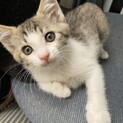 【三ヶ月】なでなで大好き。おっとり甘えん坊のソウ