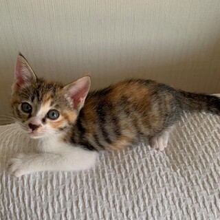 甘えん坊★ハルちゃん