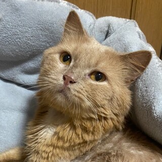 無邪気で甘えん坊♡らいぞーくん