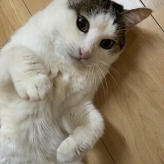 ♡ハート模様♡人懐っこくて甘えん坊の美人猫